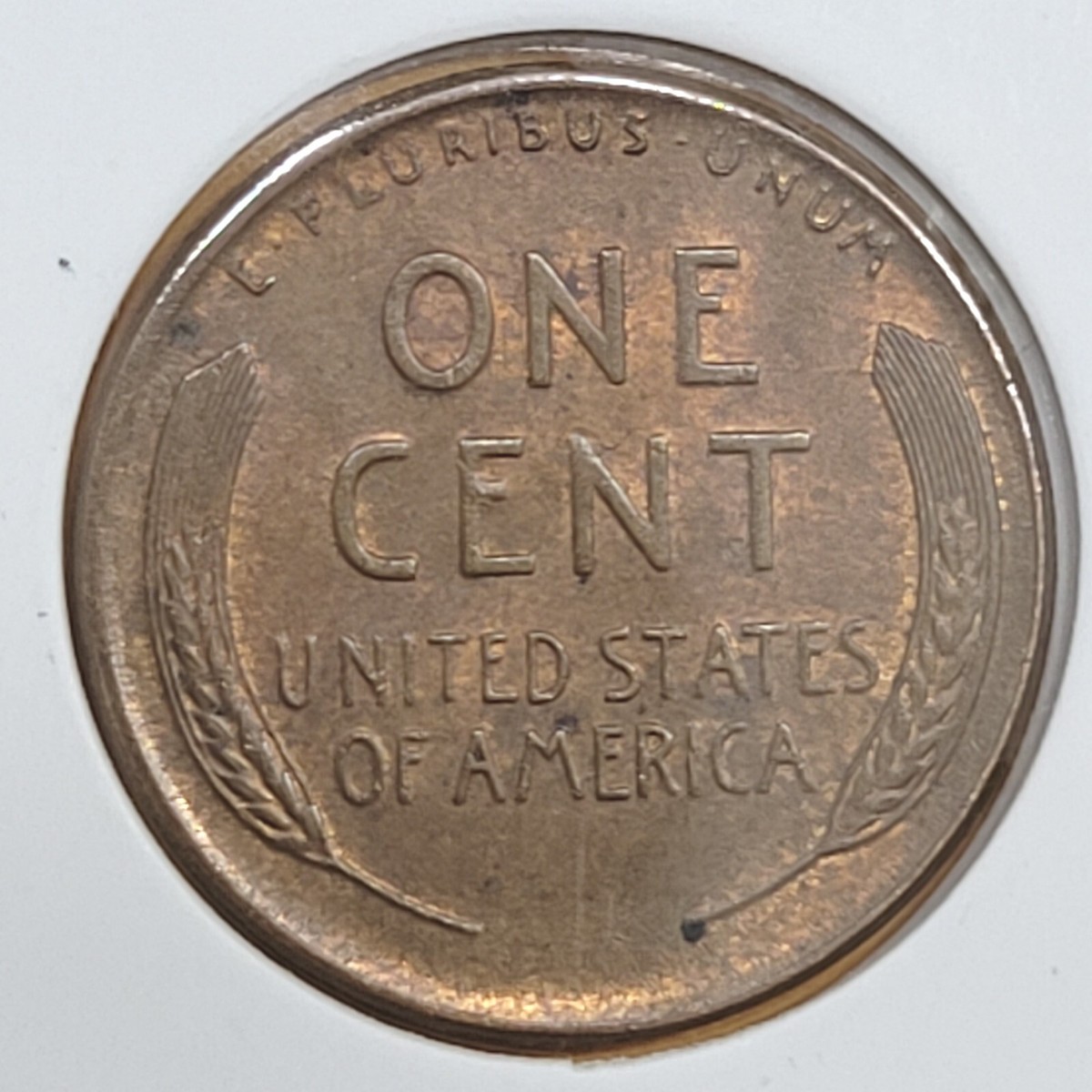 1949 wheat penny die cud or major die crack error showing raised metal blob near rim from broken die